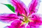 Showy lily. Art Print